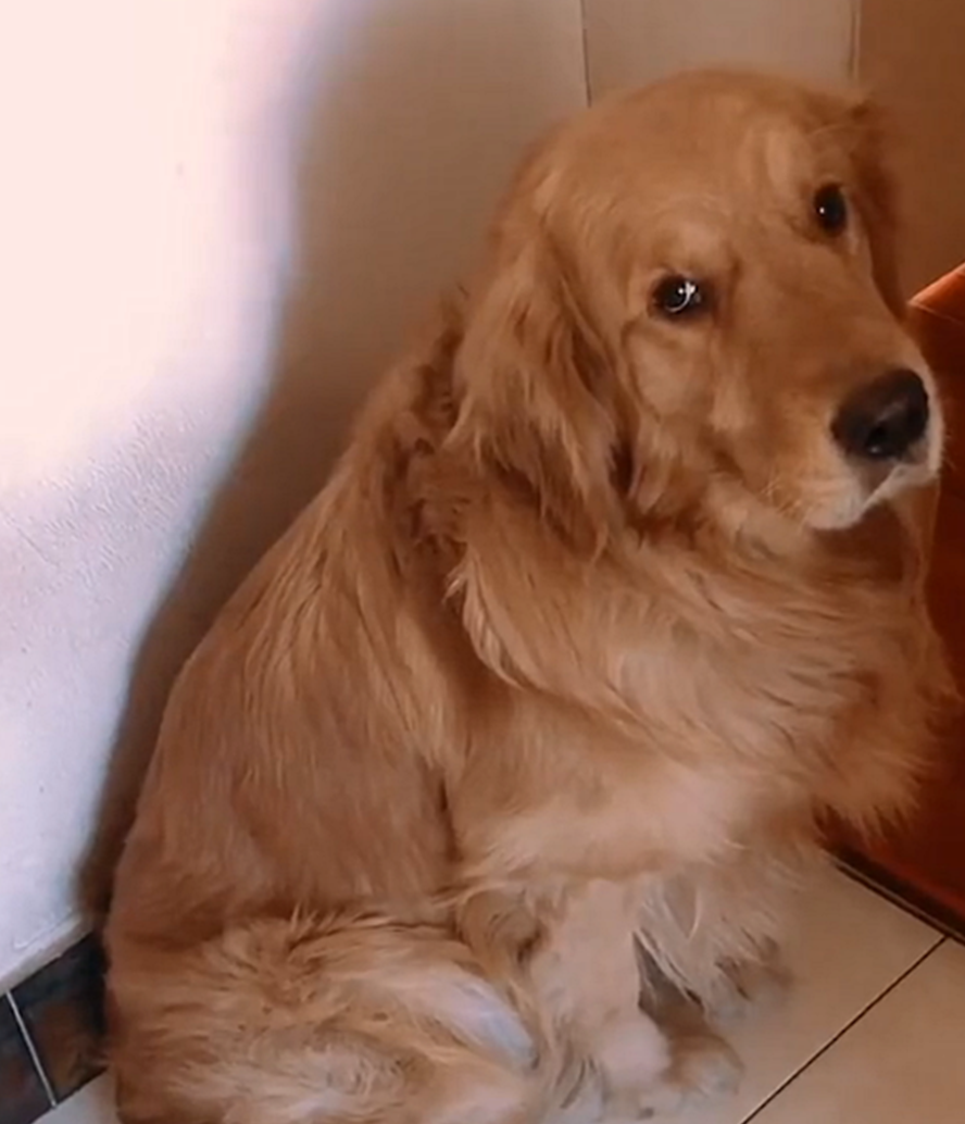 金毛获得鸡腿,把鸡腿藏进衣柜,狗:食物藏得好,下顿没烦恼……_阿蓉