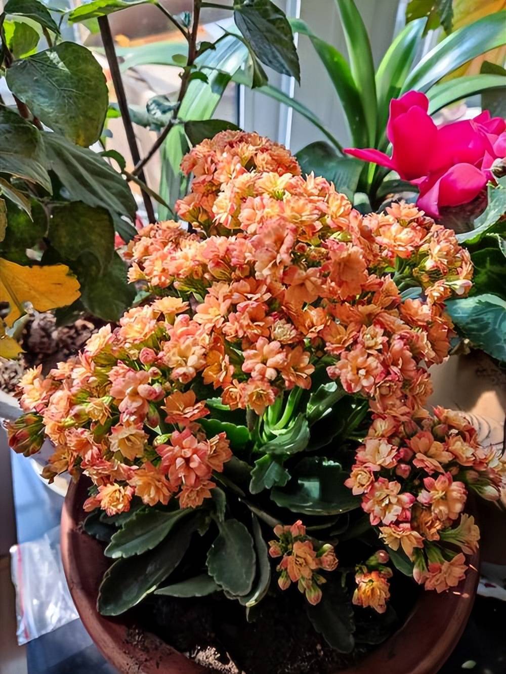 不容错过的五种长寿花,一开就是两季,适合新手和小白_art__html_cn