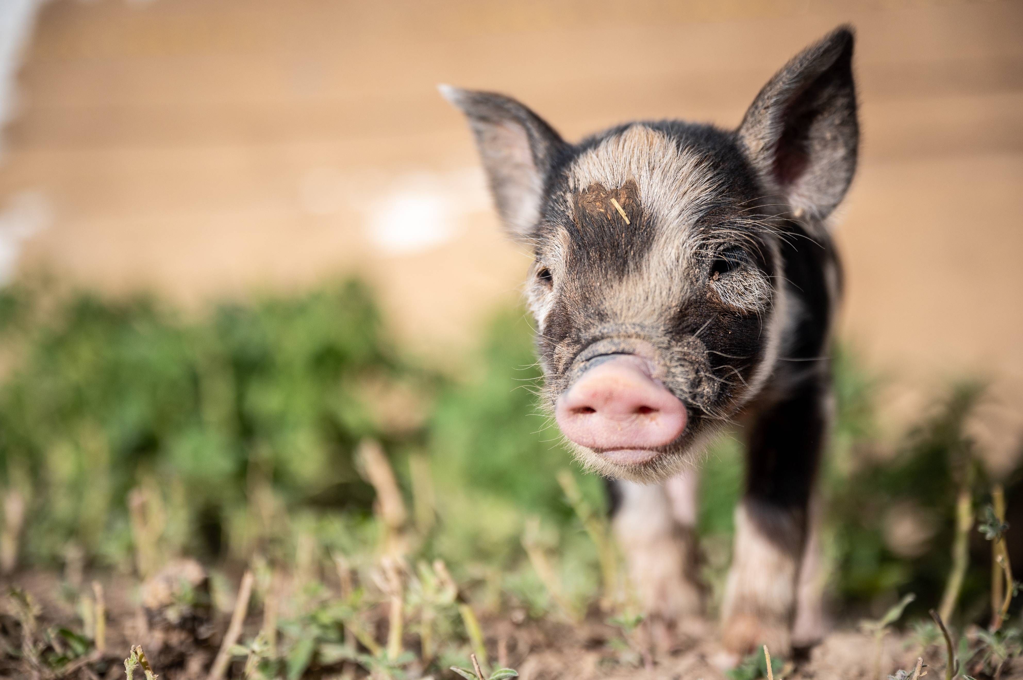 农业农村部最新数据公布!猪价或将迎来变局?