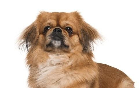 寻血猎犬原产地比利时.