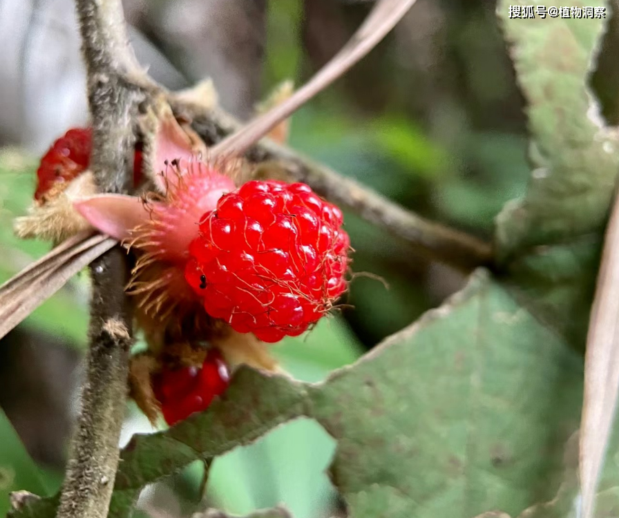 原创粗叶悬钩子又称八月泡老虎泡有3大作用价值极高农民朋友要了解