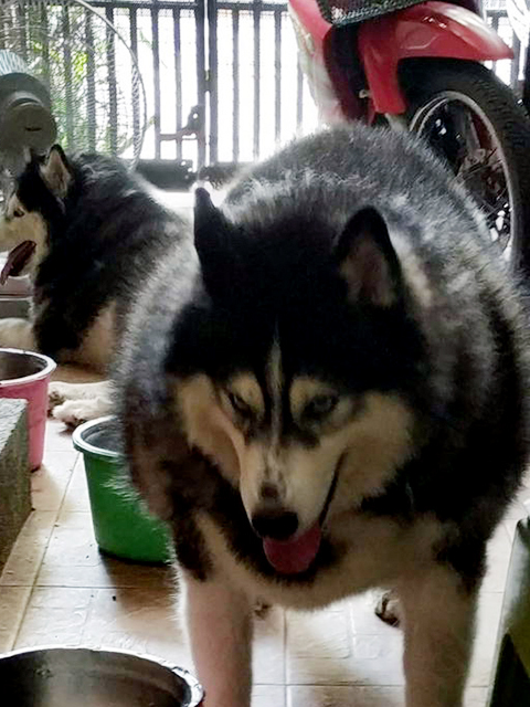 哈士奇绝育后胖成球,主人上网求助,发现多个同款"胖哈"_狗狗_体重_我