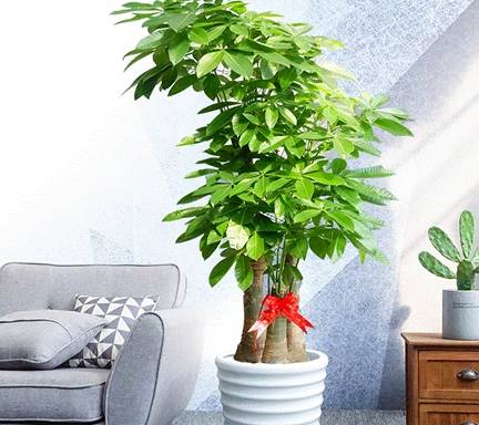 养发财树,浇1种肥水,叶片绿油油,新芽呼呼往外冒!