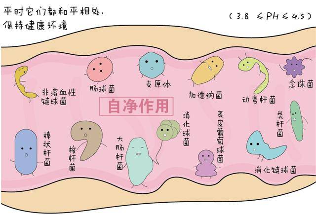 假丝酵母菌龟头炎症状图片