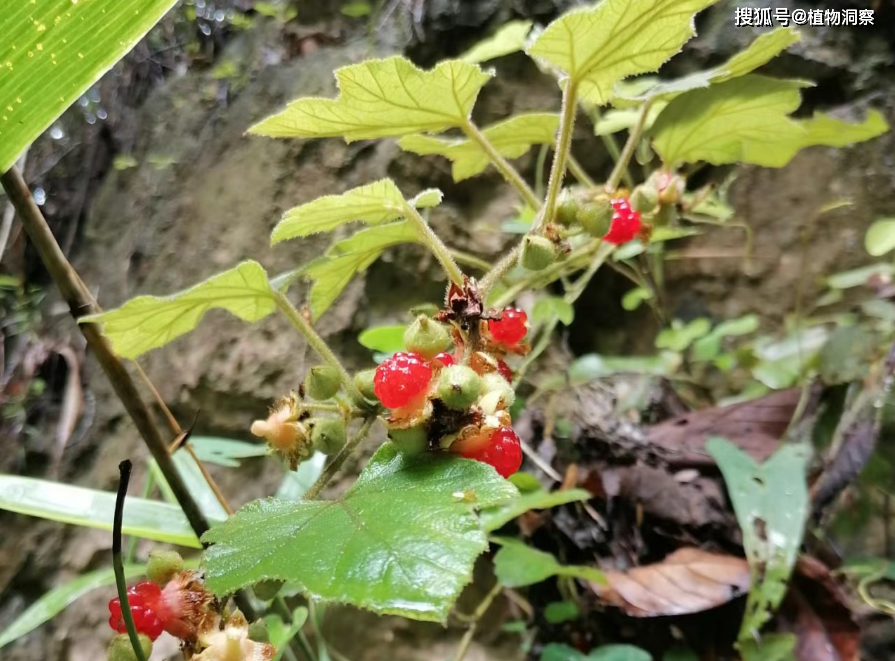 原创粗叶悬钩子又称八月泡老虎泡有3大作用价值极高农民朋友要了解