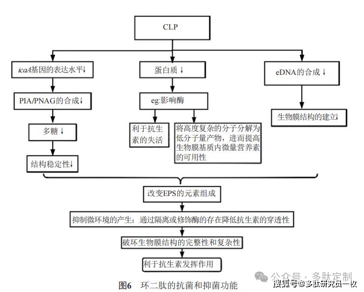 环二肽生物活性的研究进展