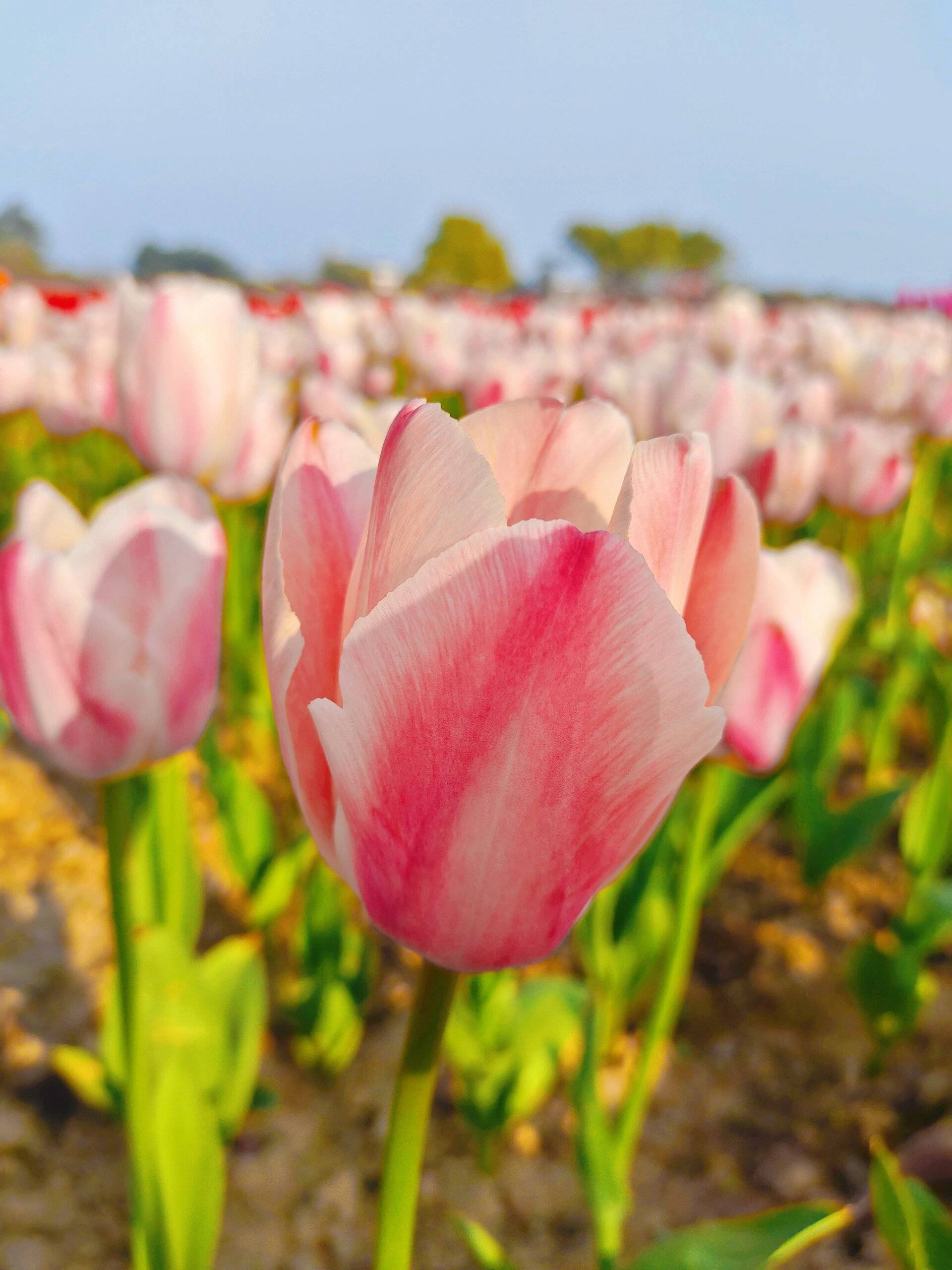 彩色郁金香花海