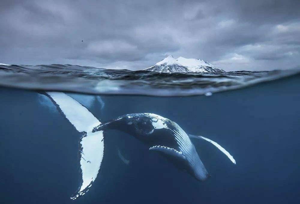 全球鲸鱼数量统计图图片