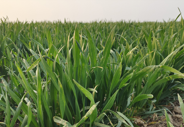 小麦返青期水肥管理:壮苗和弱苗重点不一样,抓住关键促高产