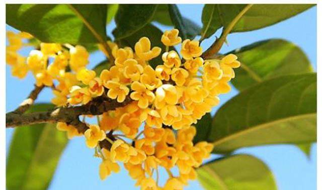 自是花中第一流:桂花为何能受到古人文人墨客喜爱_象征_古代_吴刚伐桂