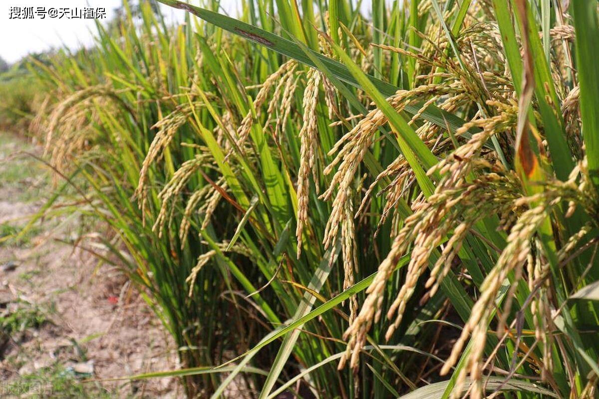 袁隆平超级水稻是不是转基因