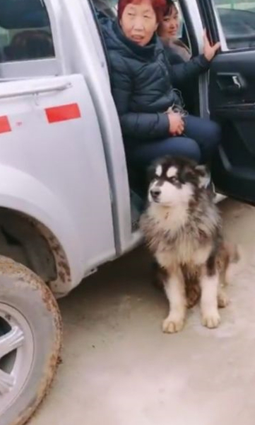 阿拉斯加守着买家的车不让走,它:谁也带不走你们_小宇_marley_jess