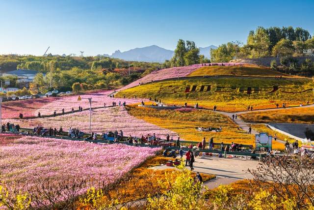 毕节花海几月去最佳,贵州3日游大概多少钱_黔西_前往_杜鹃