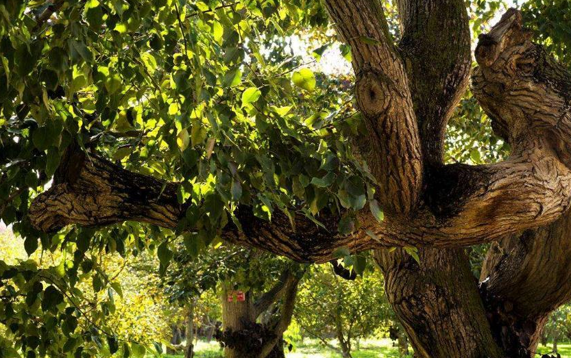 书生_爸妈_梨树