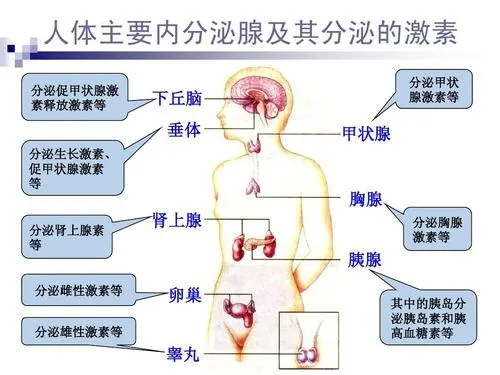 深圳蓝生脑科医院内分泌科是管啥子的?