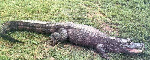 扬子鳄的形象跟前文提到的"蚌龙"形象简直一模一样.