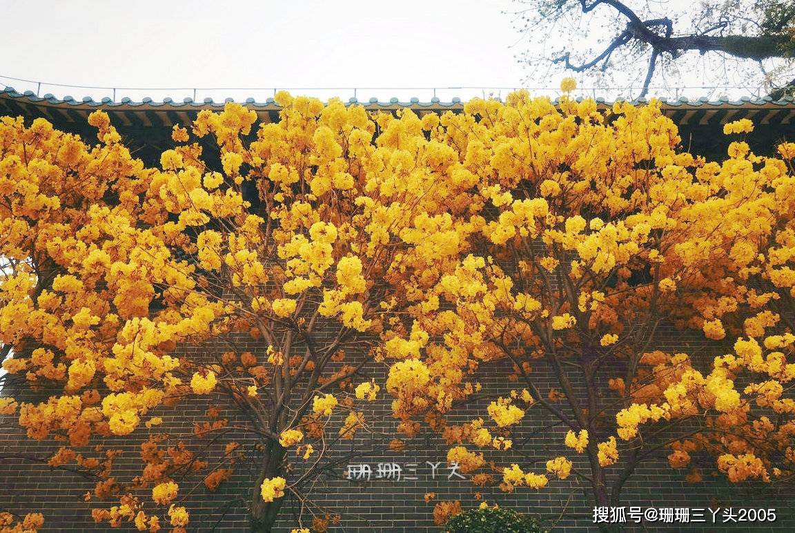 与众不同,攻略来了_花儿_千年_光孝