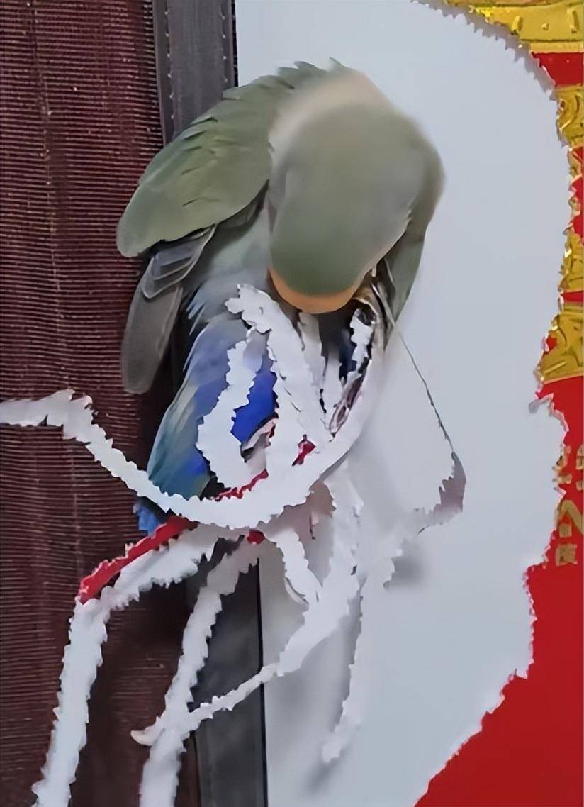 可爱！鹦鹉将对联撕成条“装扮”自己的尾巴？其实不是因为爱美_搜狐网