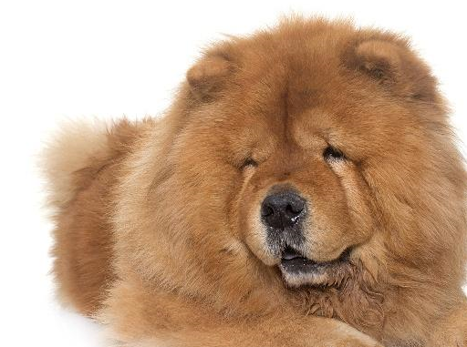 原创松狮为什么比较难养原因不仅仅因为具有危险性