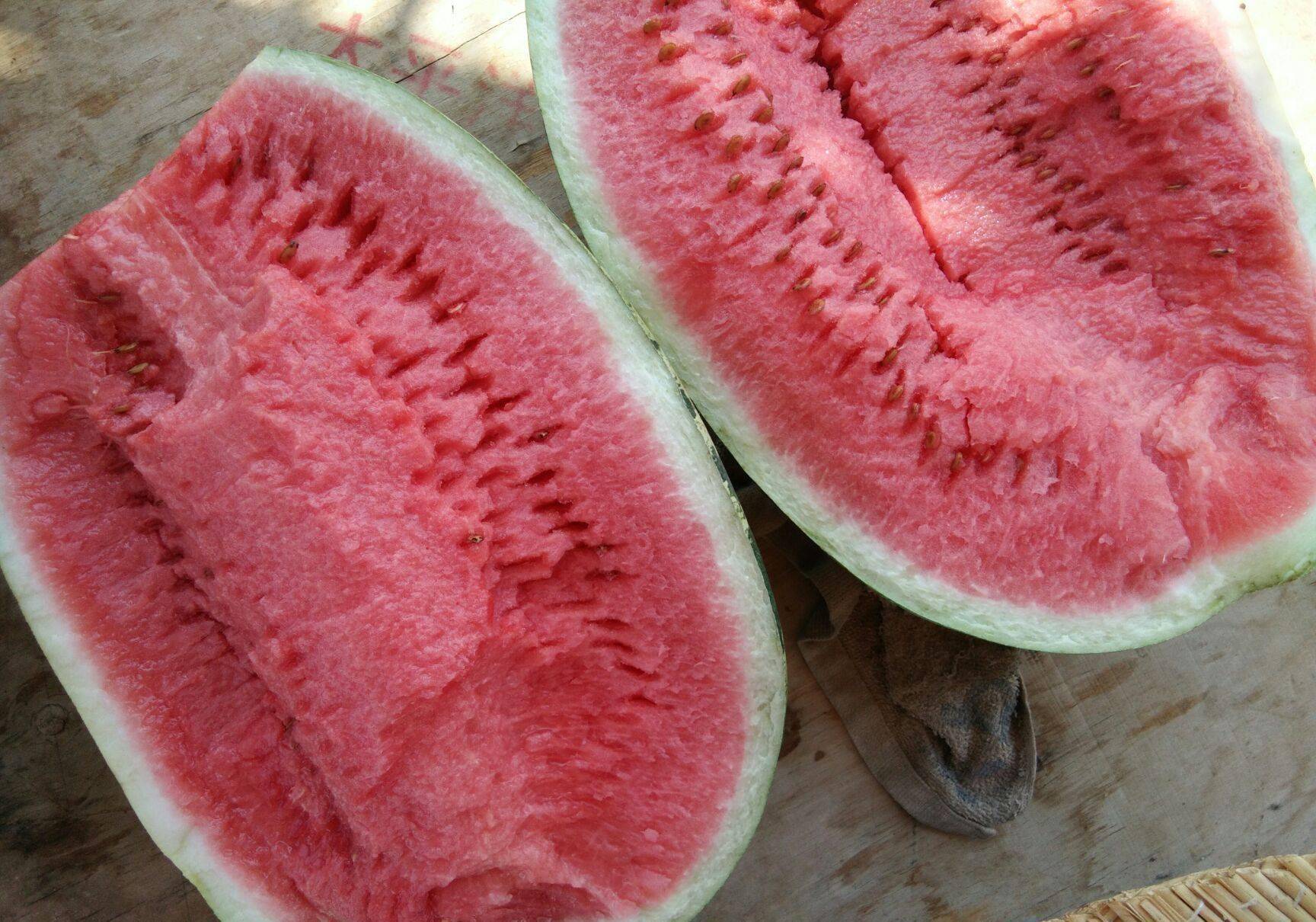 沙漠中遍地的"西瓜",为何就算再渴也无人敢吃,没人敢碰?