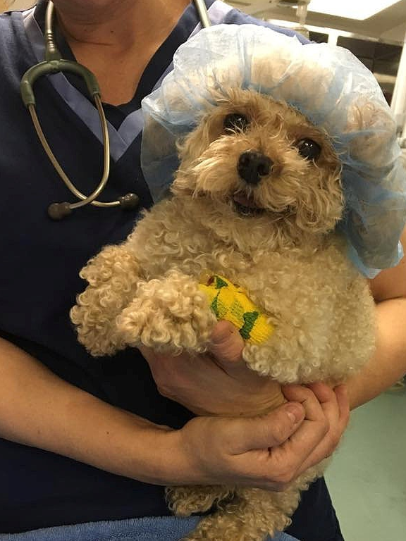 艾美_布纳_狗狗