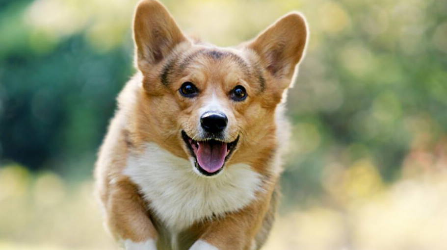 世界上最受欢迎十大狗狗排行榜,猜猜你家狗狗排第几?_泰迪_因为_主人