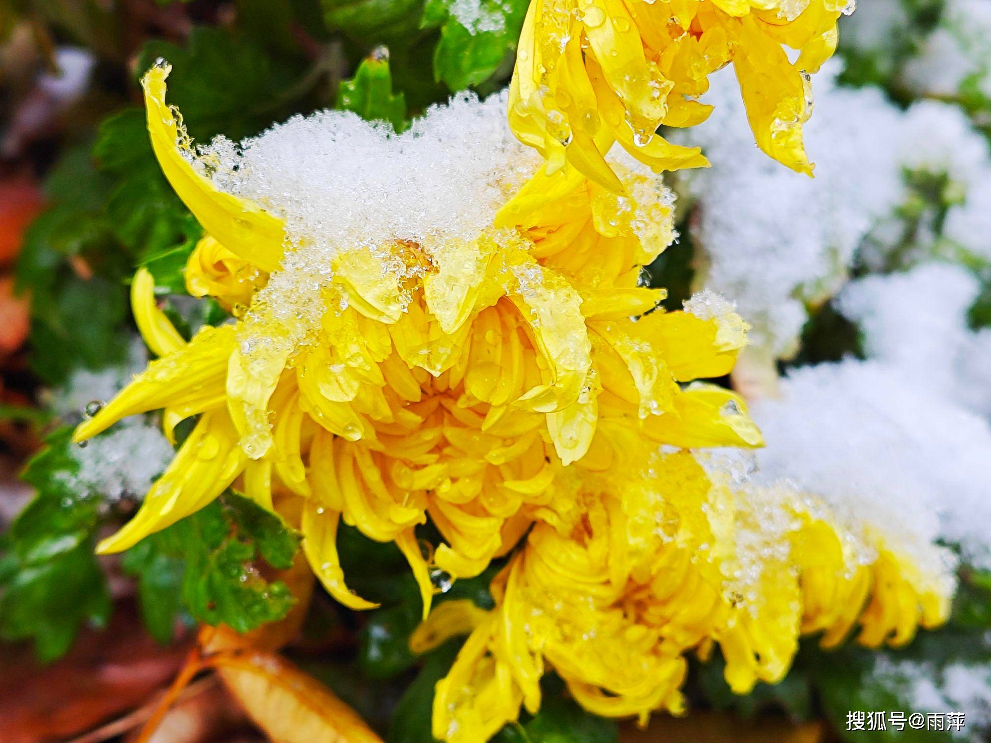 踏雪寻菊,湖光海景的雪菊真美