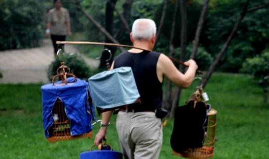 画眉鸟常见的动作和神态_情况_时候_行为