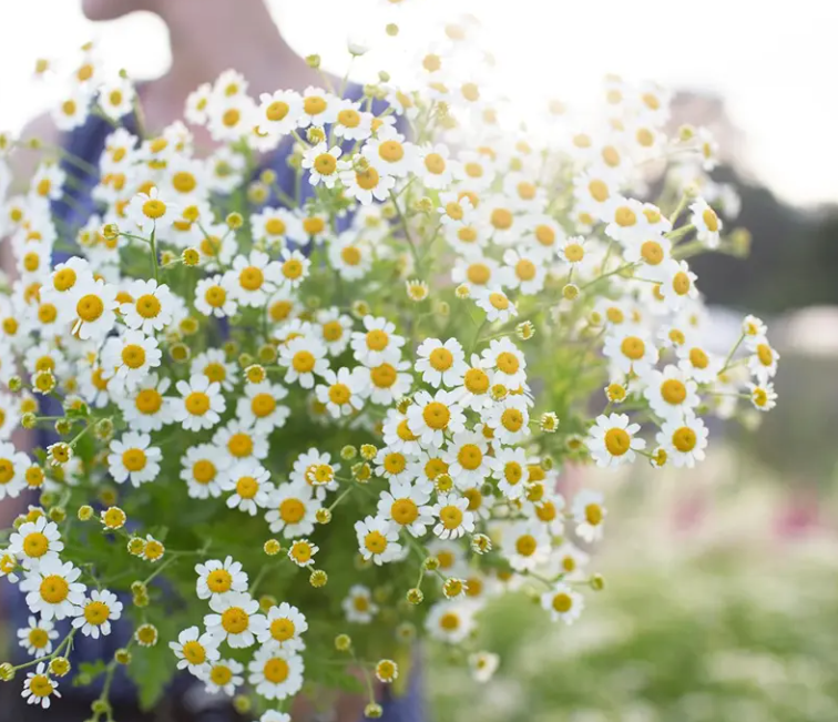 蓝妖:洋甘菊怎么养护管理?遵循这6点,爆盆很简单_可可_建议_盆栽
