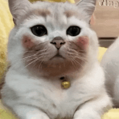 五官_彭昱_视频