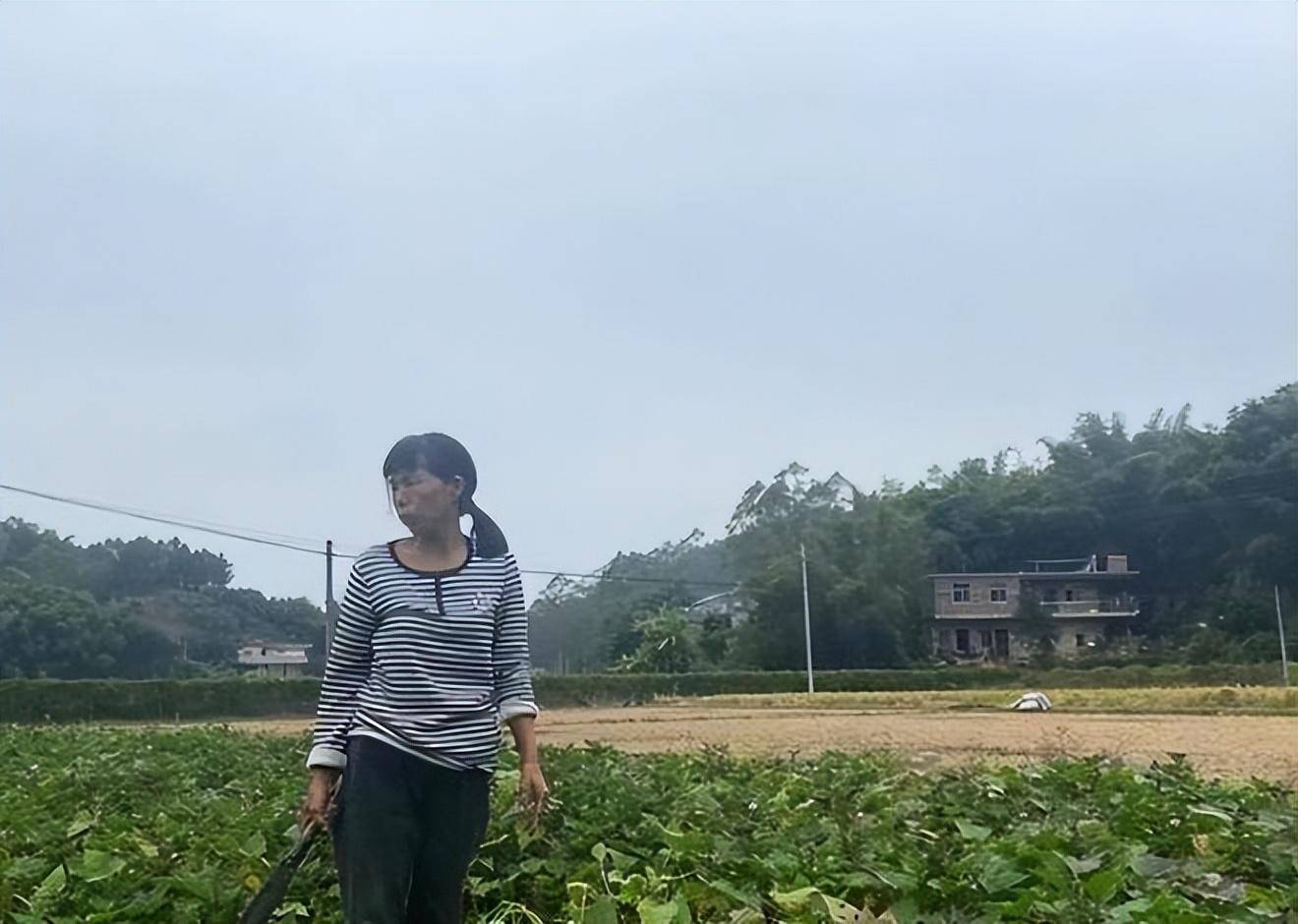 中国版素媛案:百香果女孩遇害,手法极其残忍,凶手仅赔偿32元_杨晓燕