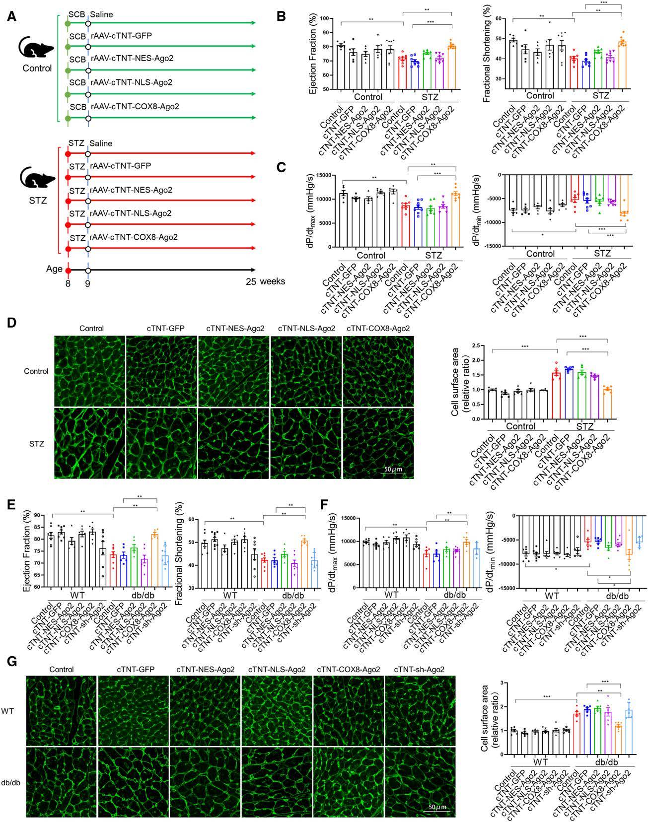 8 ) i 华中科技大学同济医院研究团队揭示糖尿病_ago_线粒体_细胞器