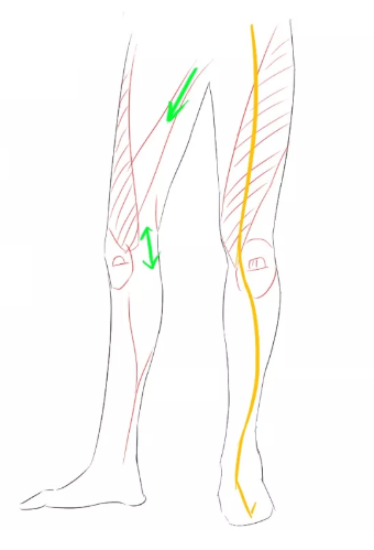 画大腿中间部位图片