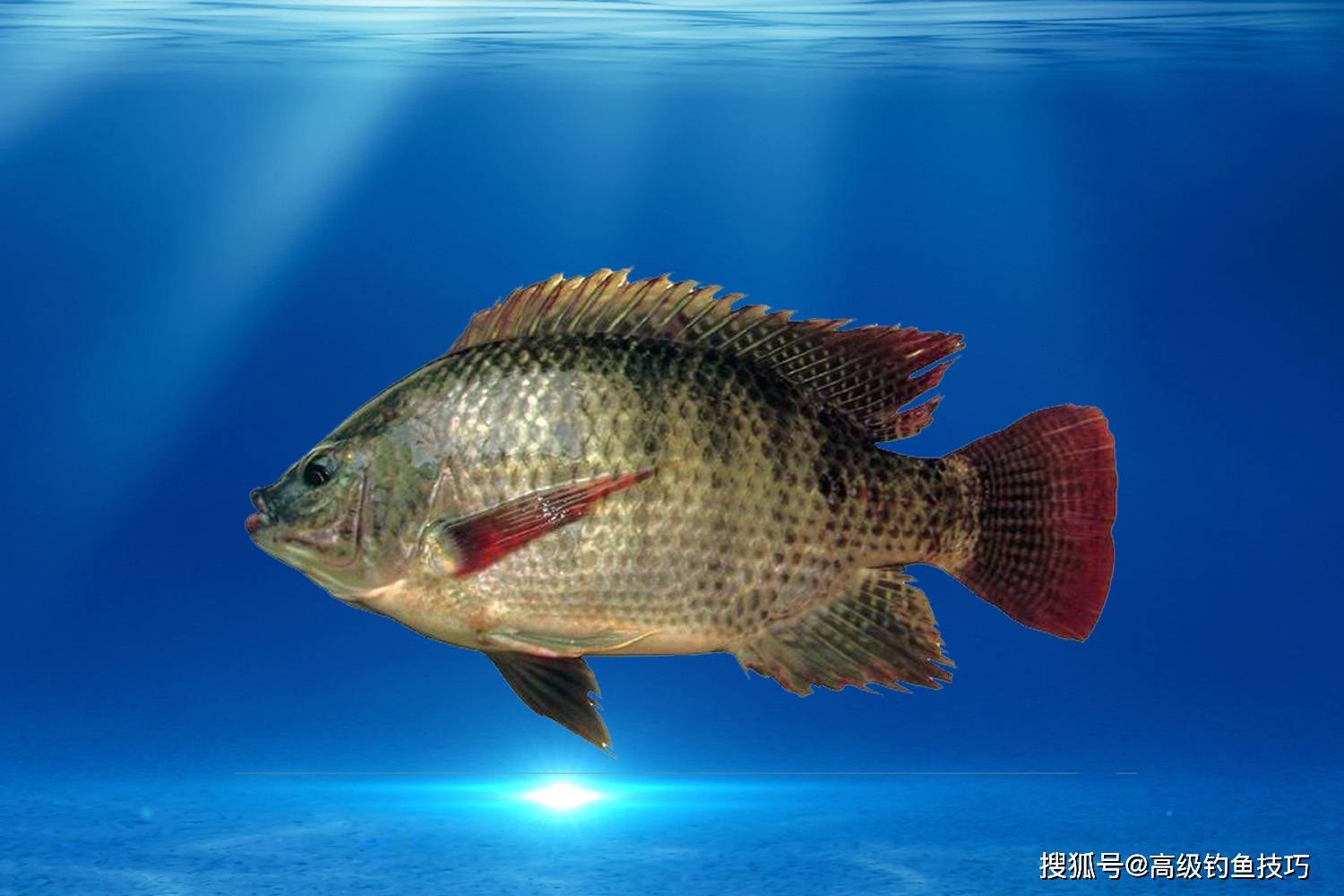 罗非鱼开口的规律,水温决定了鱼口的好坏