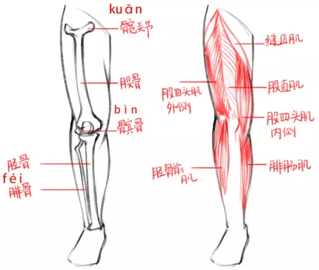 给你一学就会的腿部绘制技巧!