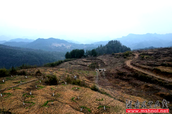 湖南省龙山县内溪乡岩力村:农业专家指导蜜汁李农药喷洒技术