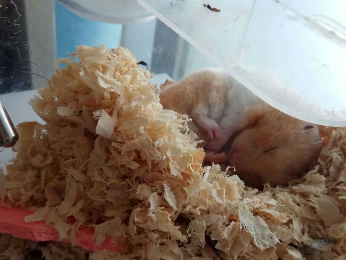 金丝熊睡觉的样子很可爱,醒了以后打哈欠,然后接着睡_事情_嘴巴_身子