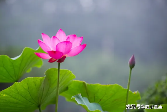 进入3月中旬,鸿运当头,4属相财源广进,事业进步,生活蒸蒸日上_横财