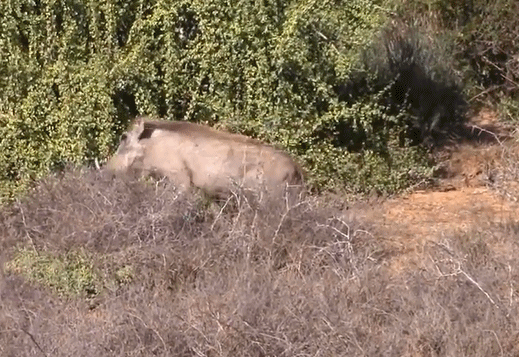无知野猪与一群野牛对视 结果被暴揍 野猪:怪我近视_蹂躏_攻击_能力