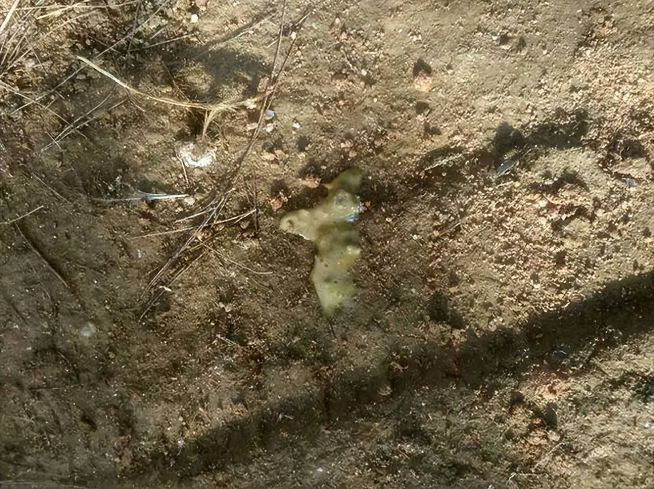 一定要知道_粪便_大肠杆菌_治疗