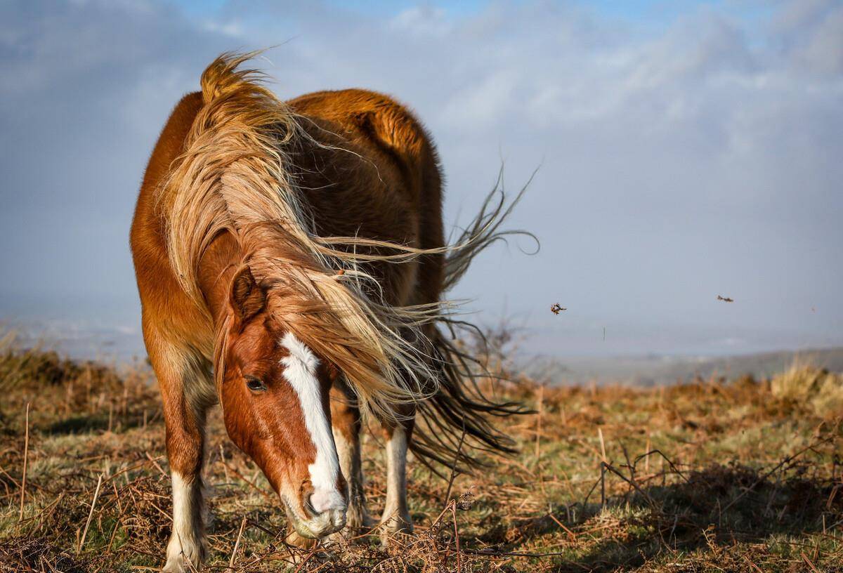 吴三桂的养马官邹王保_邹老_马仔_村寨