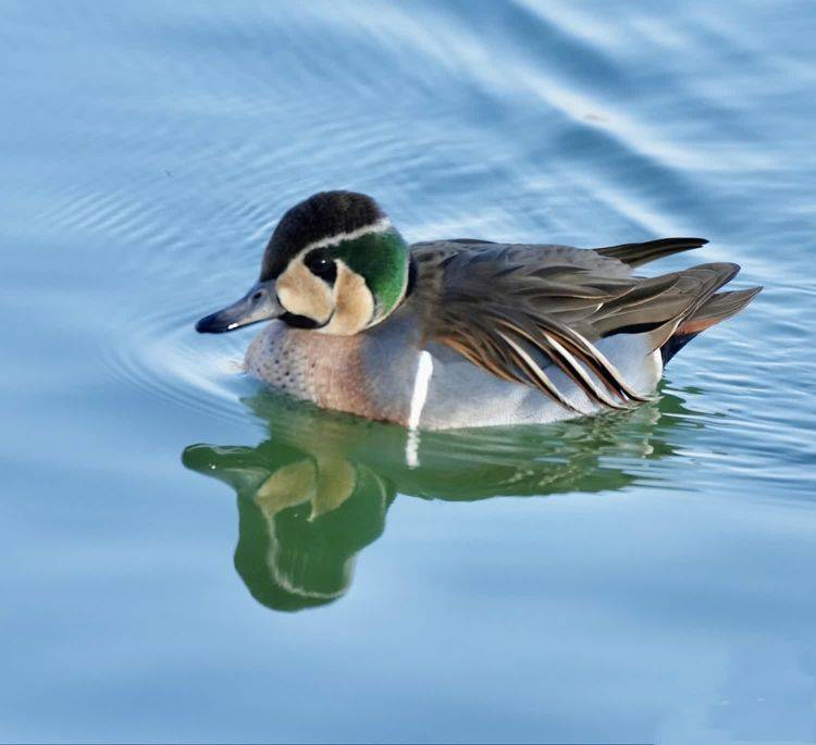 为春天写几首小诗_种子_植物_小蝌蚪