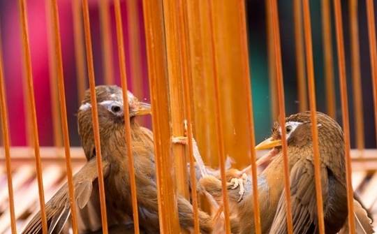 原创画眉鸟一定是棕色的吗有没有别的颜色