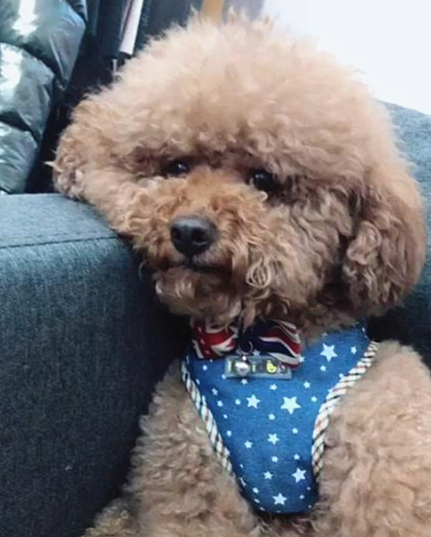 原创泰迪爱洗澡一洗澡就趟进水盆里喜笑颜开狗看我多舒服