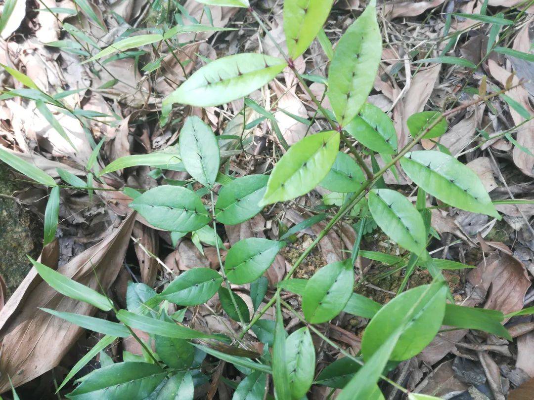 叶子带刺的草药图片