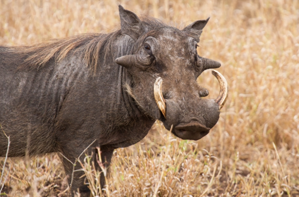 这些"不速之客"吃掉了两亩地的红薯后,饱餐一顿的野猪们这才悠然离去.