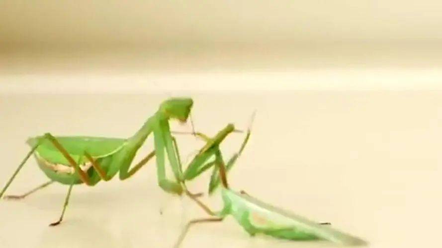 母螳螂吃自己的丈夫,真的是因为饿?_行为_后代_昆虫