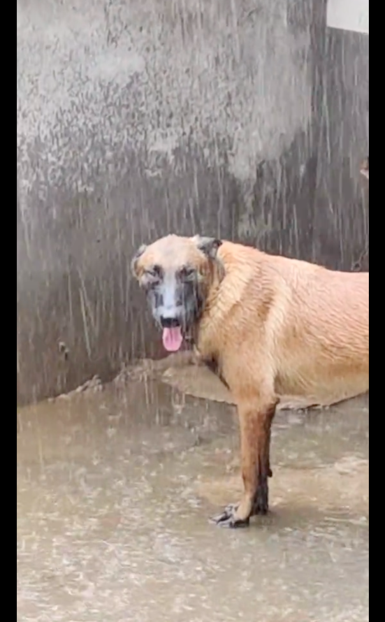 原创外面下大雨了狗狗却不进屋站在阳台淋雨狗分不清是泪还是雨