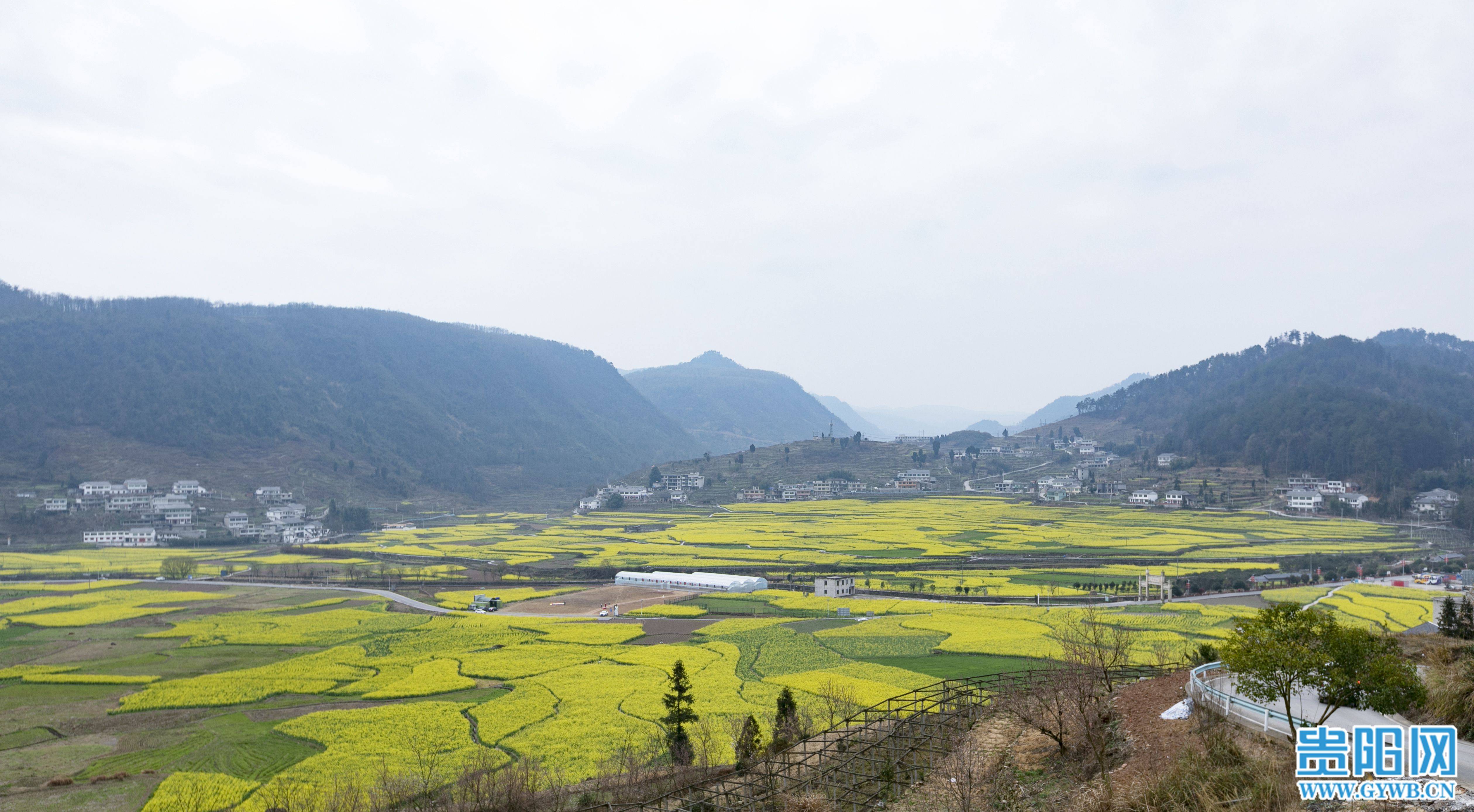 【图集】息烽县西山镇鹿窝村千亩油菜花开 风景如画_旅游_踏青_游客
