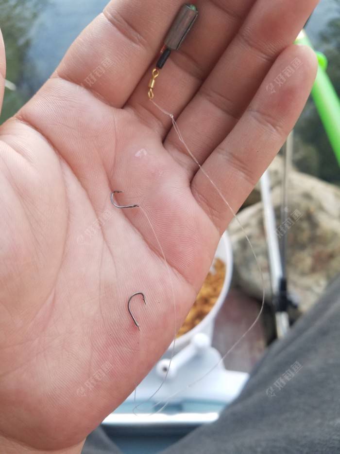 如果饵料是玉米粒,谷芽等比较小的饵料,草鱼一口就能咬钩.